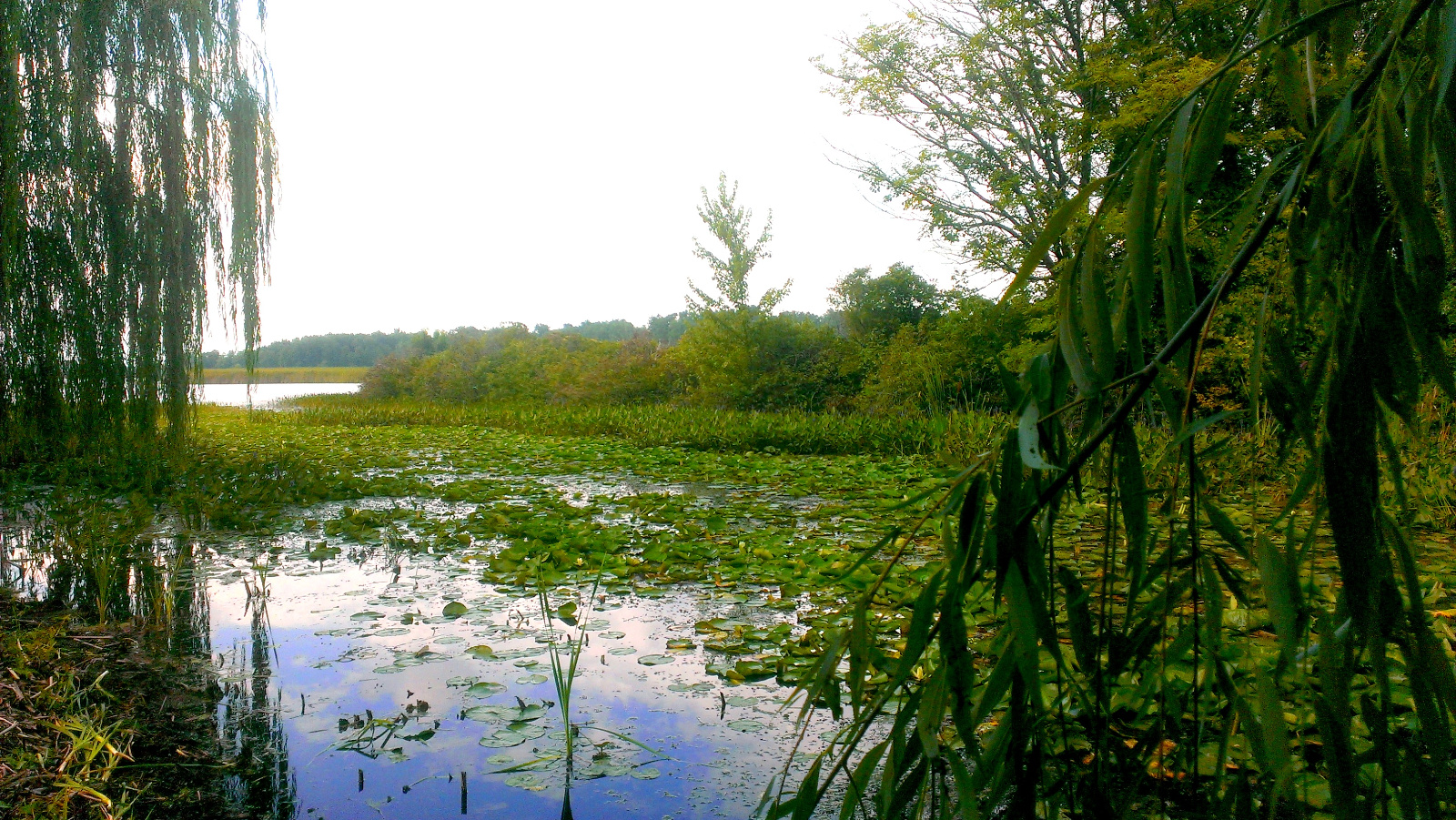 The lilypad channel as it enters the lake